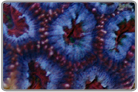 Purple and Red Lord Acan - Frag